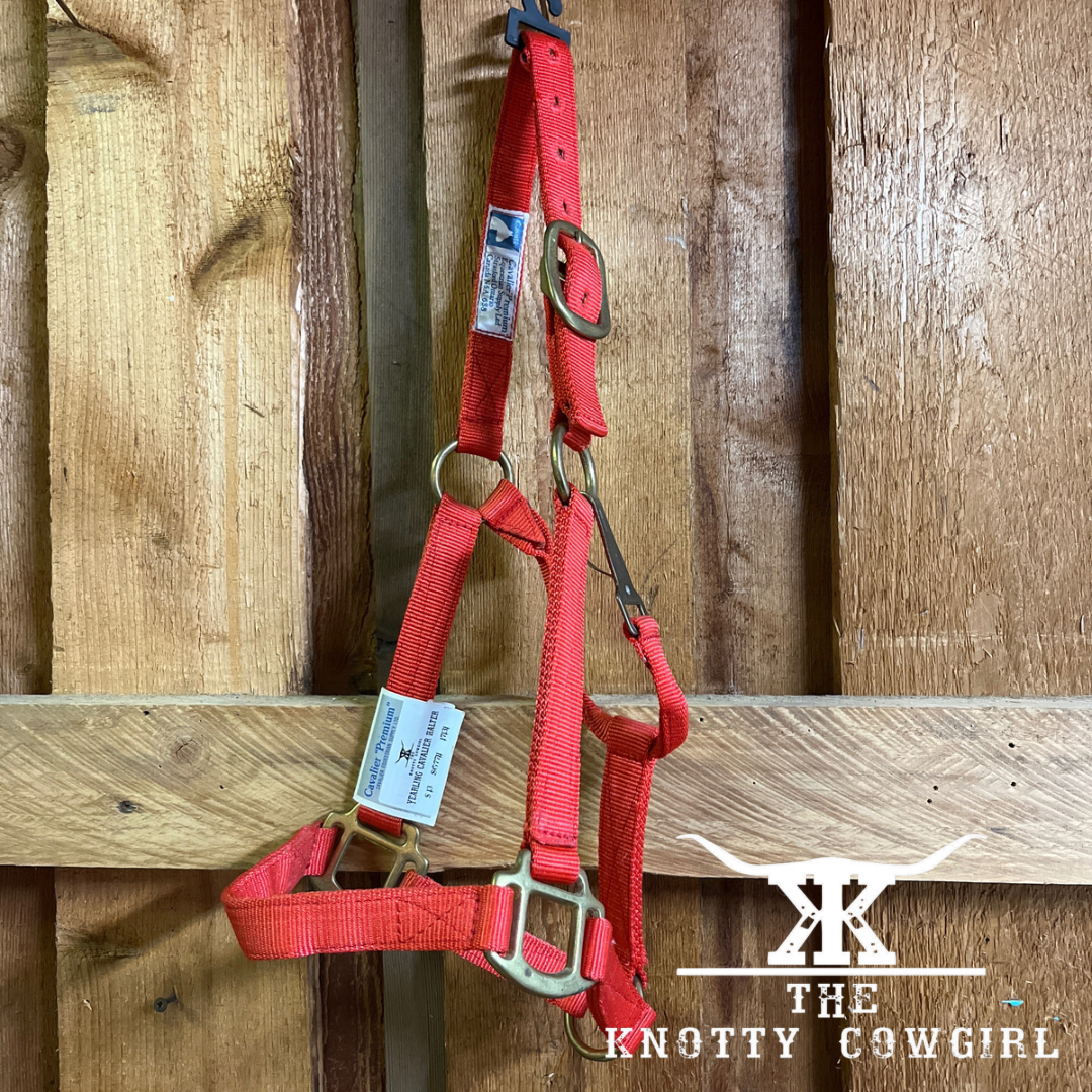 Yearling Cavalier Halter