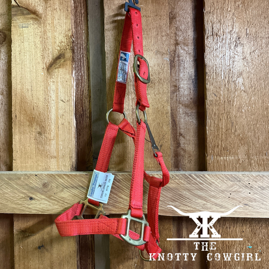 Yearling Cavalier Halter